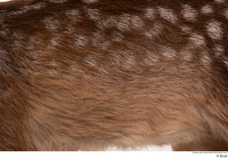 Deer doe back body fur 0001.jpg